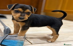 Patterjack dogs for sale: Terrier Puppies - Image 5