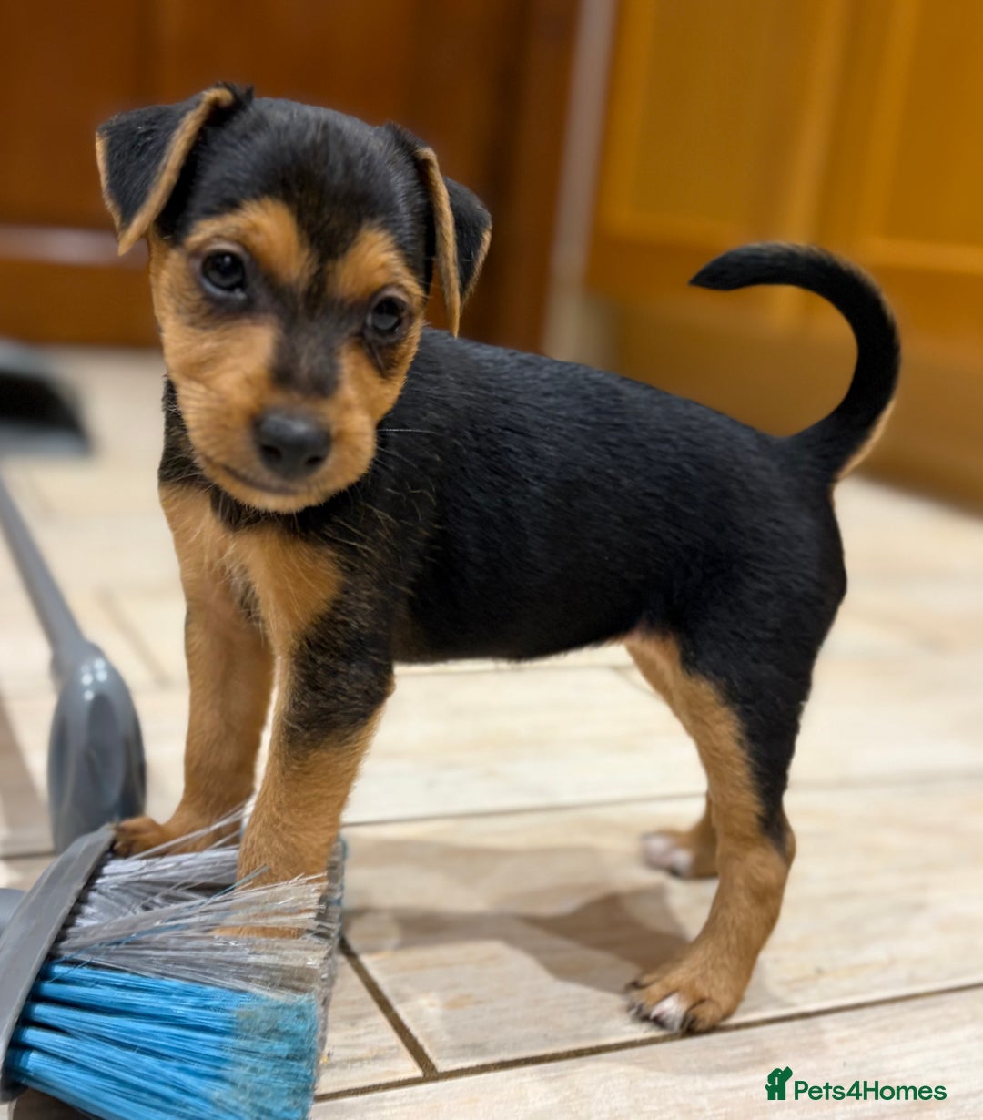 Patterjack dogs for sale: Terrier Puppies - Image 5