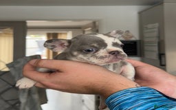 French Bulldog dogs for sale: 🤍 Merle / Lilac + Tan French bulldog puppies🤍 - Image 10