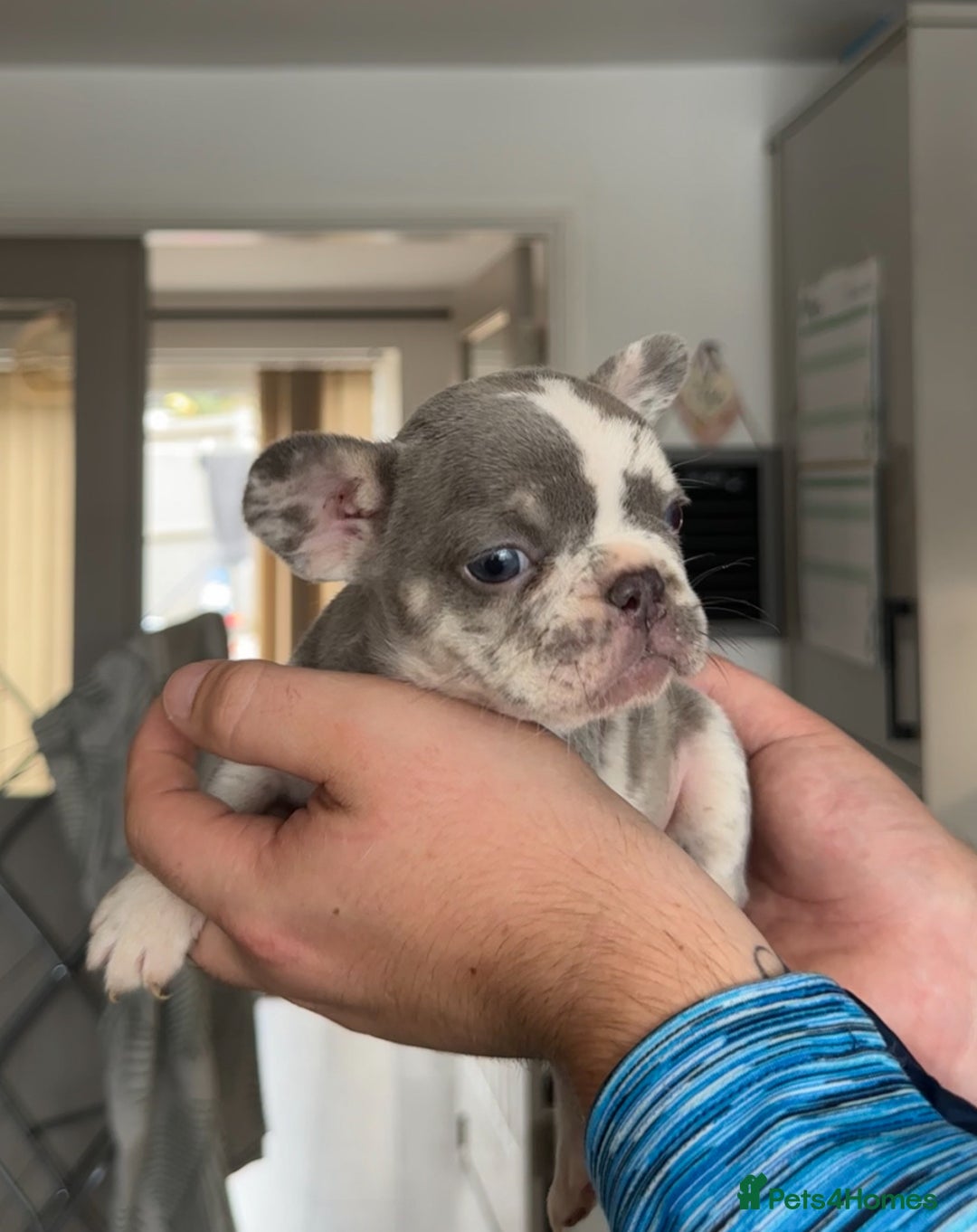 French Bulldog dogs for sale: 🤍 Merle / Lilac + Tan French bulldog puppies🤍 - Image 10