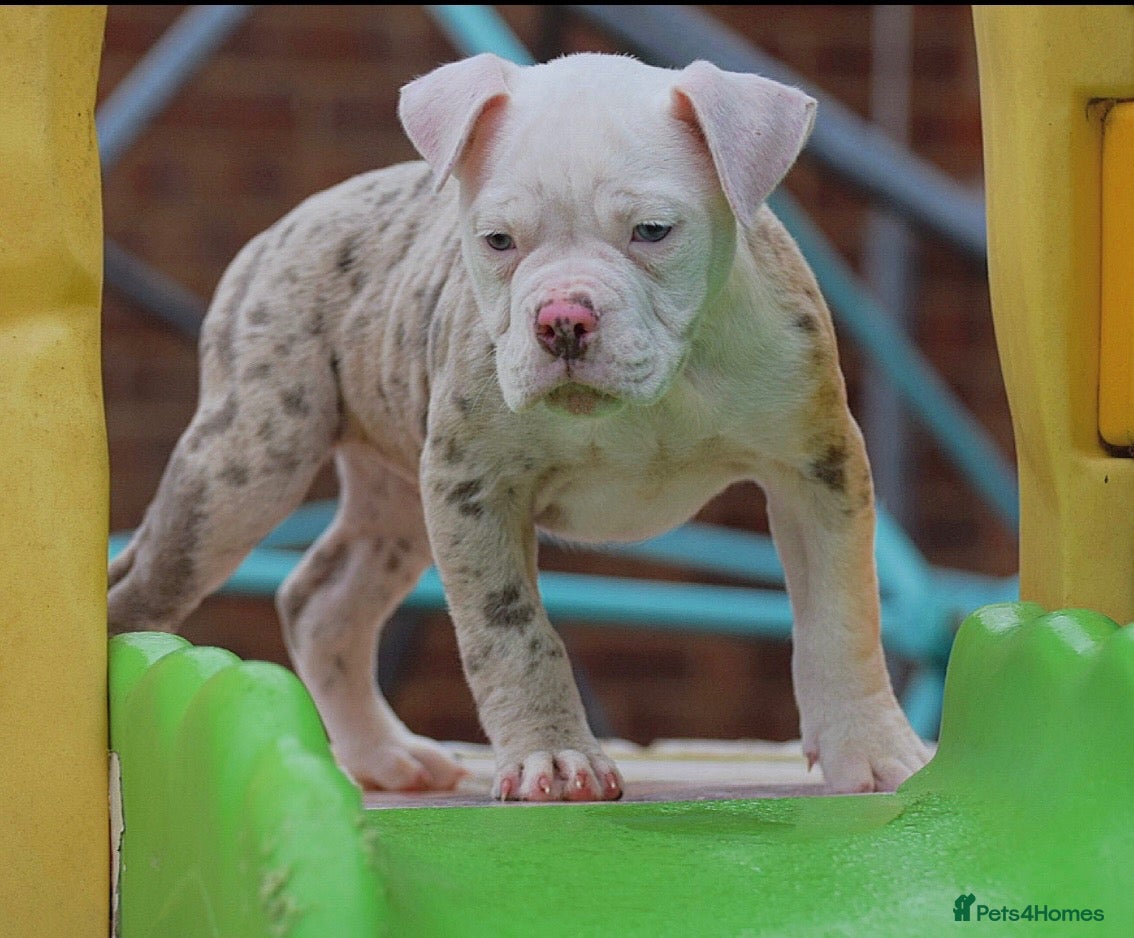 Old Tyme Bulldog dogs for sale: Trusted breeder of 24 years  - Advert 2