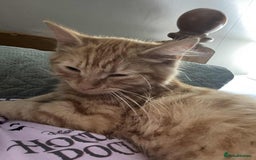 Mixed Breed cats for sale: Female 5 month old ginger kitten name Tiffany  - Image 2