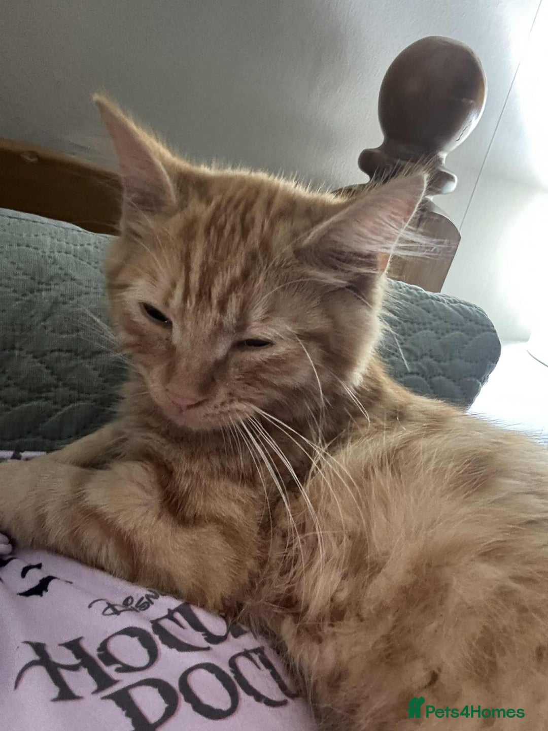 Mixed Breed cats for sale: Female 5 month old ginger kitten name Tiffany  - Image 2