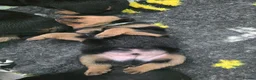 Rottweiler dogs for sale: Rottweiler puppies  in Saint Helens - Advert 17
