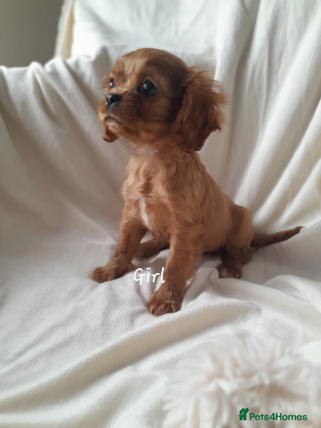 Cavalier King Charles Spaniel dogs for sale: King charles cavalier Pups - Advert 17