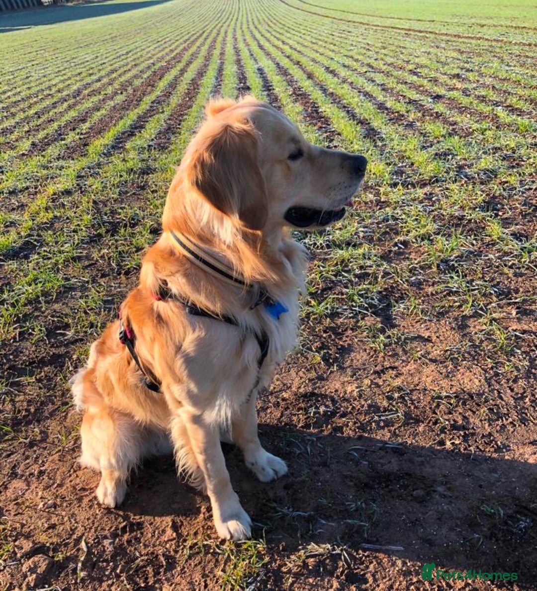 Golden Retriever dogs for sale: KC Registered Red/Golden Retriever Puppies - Advert 11