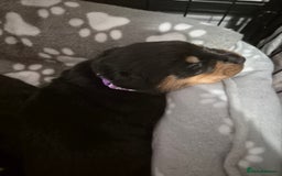 Rottweiler dogs for sale: 4 beautiful rottweiler puppies - Advert 16