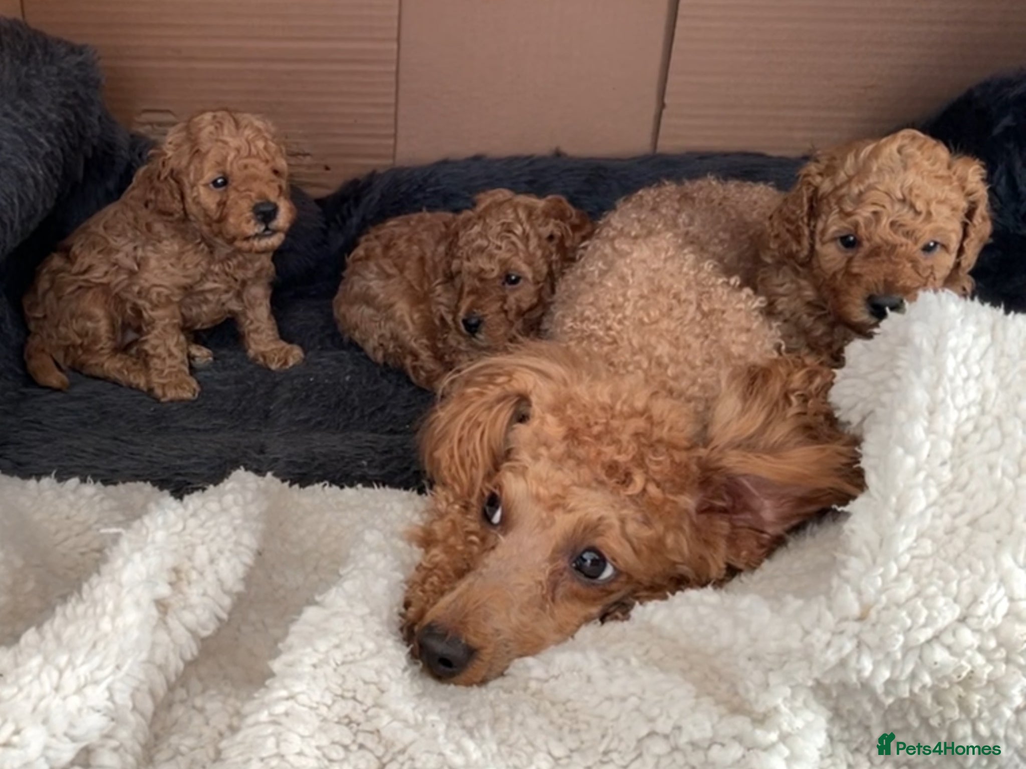 Toy Poodle dogs for sale: 3 Adorable Male Red Toy Poodle Puppies - Advert 1