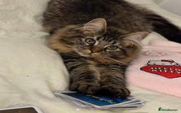 Maine Coon cats for sale: Sweet One-Year-Old Female Maine Coon - Advert 3