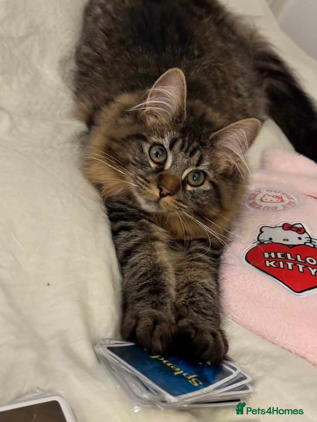 Maine Coon cats for sale: Sweet One-Year-Old Female Maine Coon - Advert 3