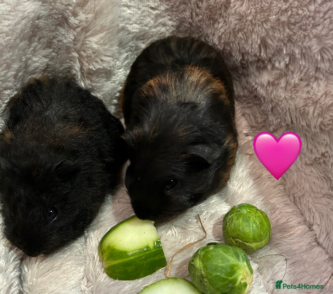 Guinea Pig rodents for sale: GORGEOUS BABY GUINEA PIGS - Advert 23