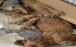 Cockapoo dogs for sale: Cockapoo Puppies - 2 male - 4 female - Image 16