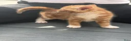 American Shorthair cats for sale: Shorthair cats  in Rochester - Advert 10