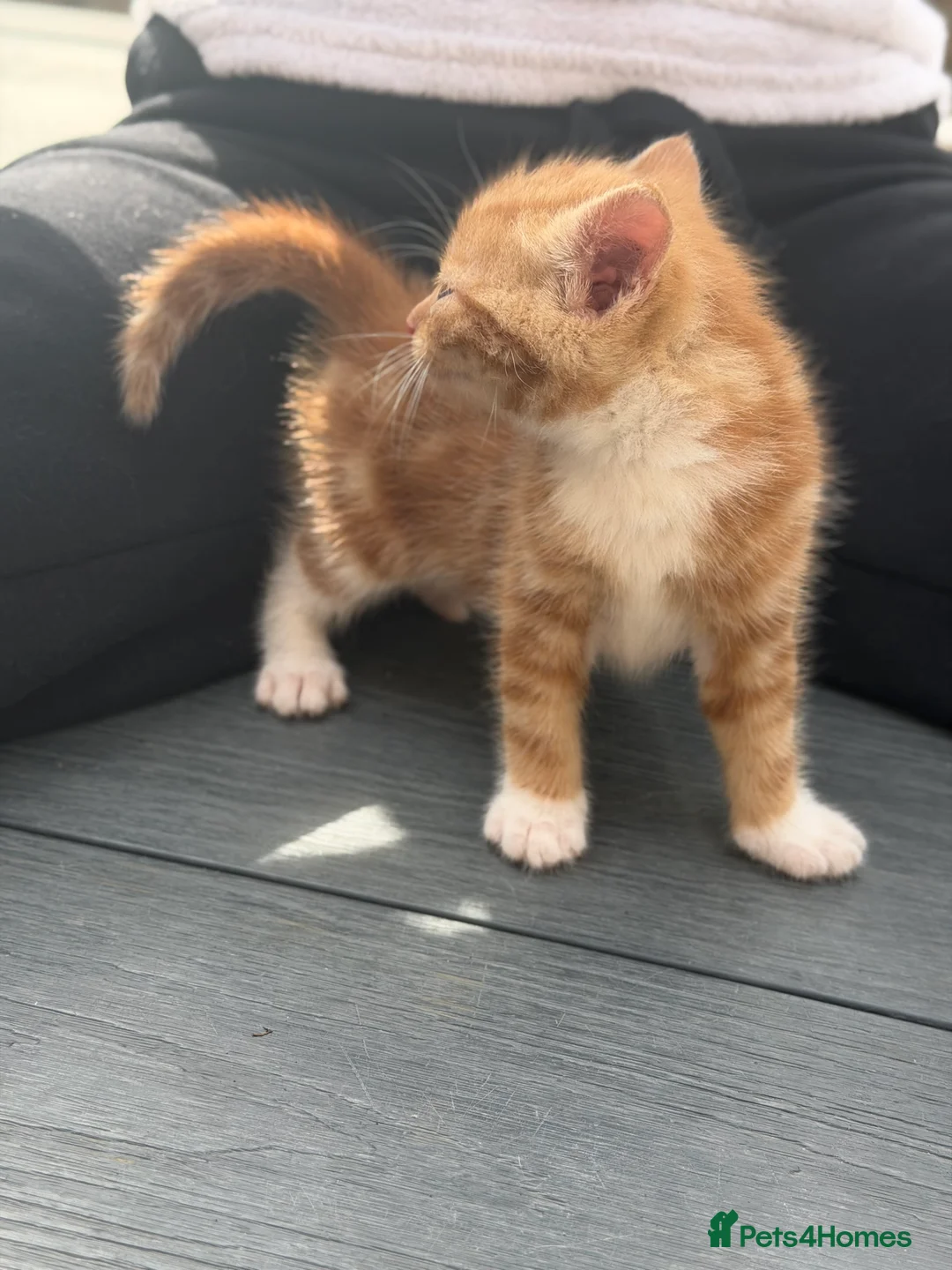 American Shorthair cats for sale: Shorthair cats  in Rochester - Advert 10