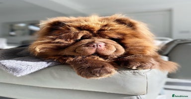 Chow Chow dogs    🏆🎄Just 2 truly scrumptious teddy bears 🎄🏆 - Advert 12