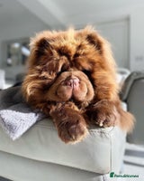Chow Chow dogs 🏆🎄Just 2 truly scrumptious teddy bears 🎄🏆 - Advert 12