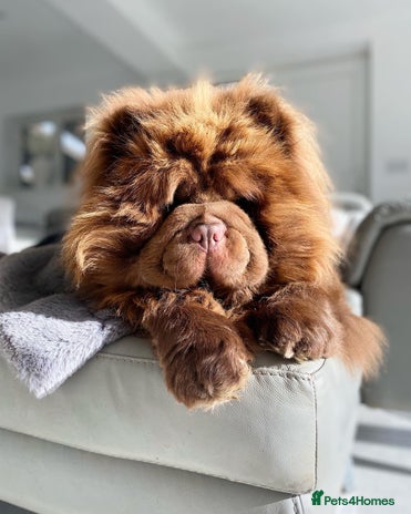 Chow Chow dogs ** 🏆 2 Teddy Bears left ready for ** 🏆 ** - Advert 2