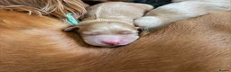 Cocker Spaniel dogs for sale: Stunning cocker spaniel pups  - Advert 6