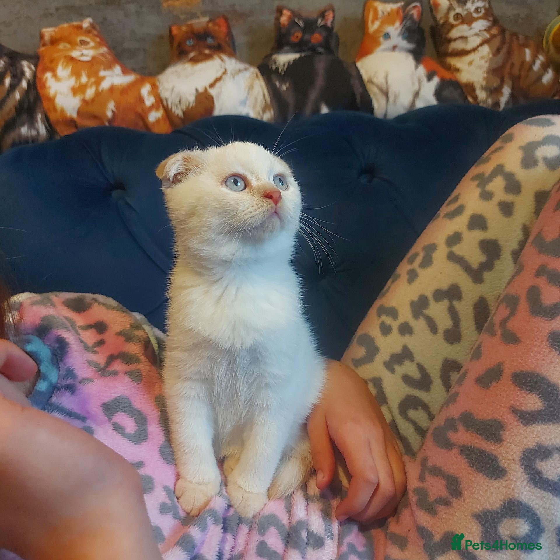 British Shorthair cats 1 beautiful blue eyes kitten left  ready Bradford  - Advert 17