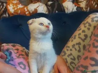 British Shorthair cats 1 beautiful blue eyes kitten left ready Bradford - Advert 17