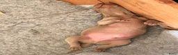 Weimaraner dogs for sale: Beautiful KC reg Weimaraner’s forever homes req - Advert 31