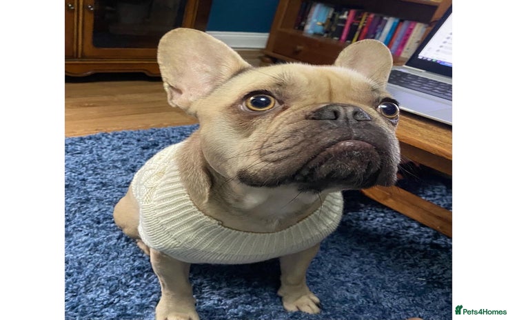 French Bulldog dogs - Advert 13