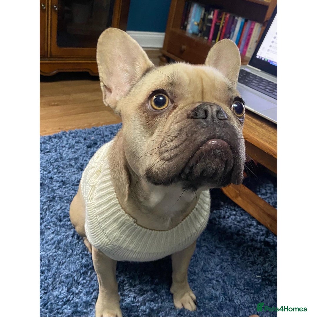 French Bulldog dogs for sale: 4 year old French Bulldog - Image 1