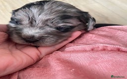 Cavapoo dogs for sale: F1 cavapoos puppies DNA Clear  - Image 9