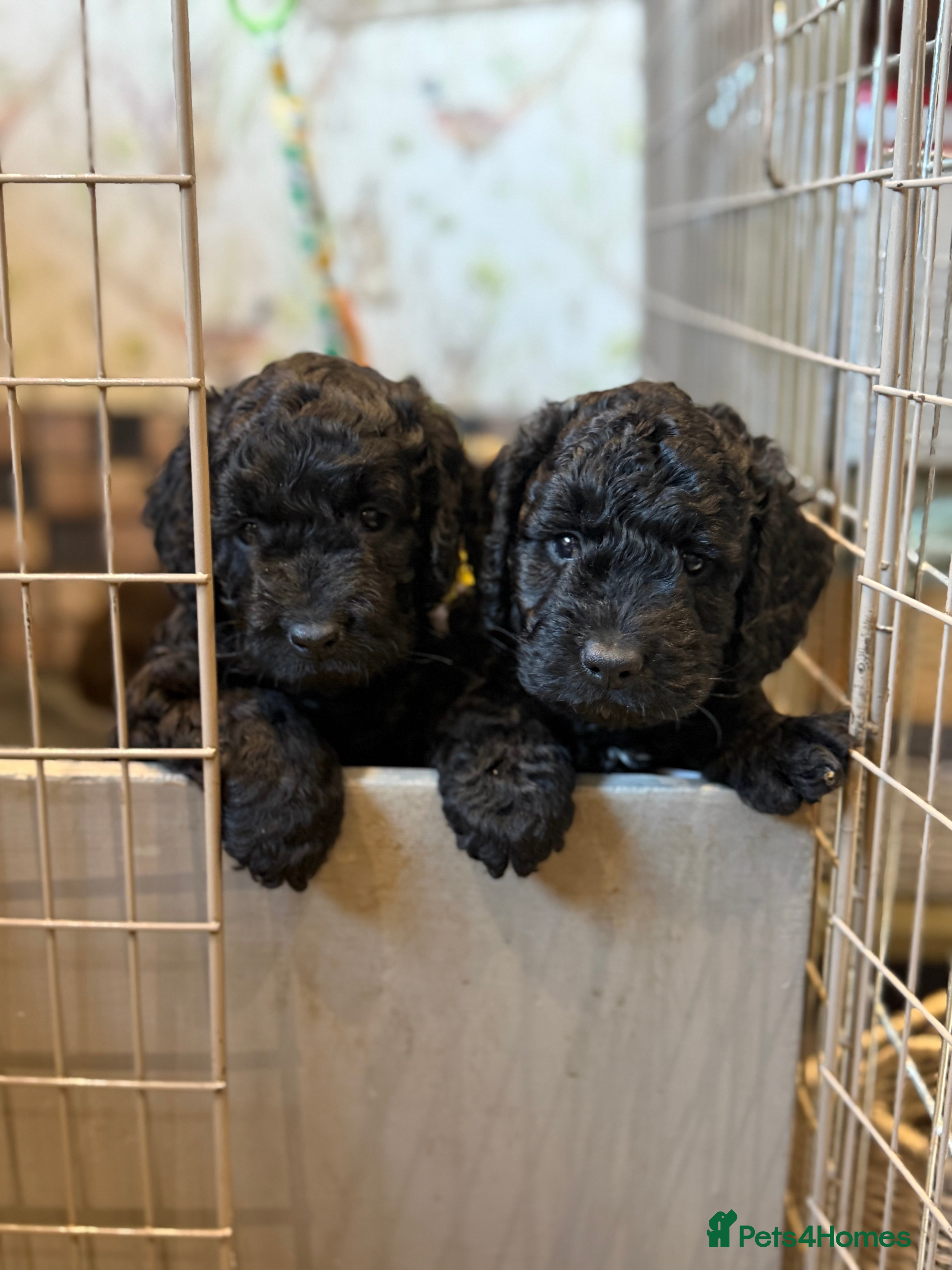 Cockapoo dogs Cockapoo puppies - Advert 1