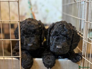 Cockapoo dogs Cockapoo puppies - Advert 1