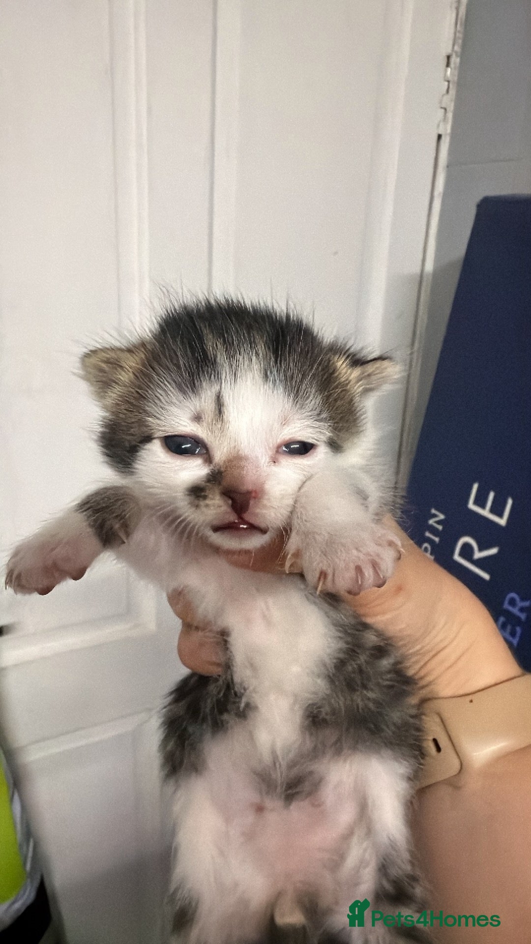 Mixed Breed cats Last kitten left. Ready to leave now  - Advert 2