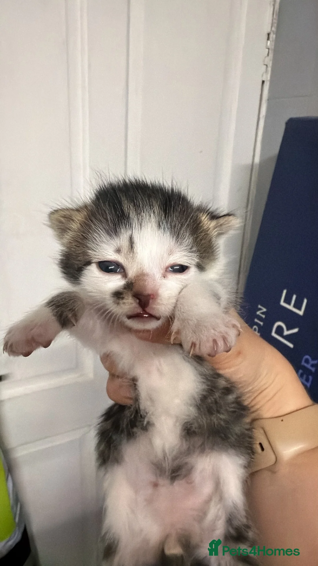 Mixed Breed cats for sale: Last kitten left. Ready to leave now  - Advert 1