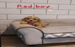 Cavachon dogs for sale: Cavapoochon puppies 🥰 - Image 7