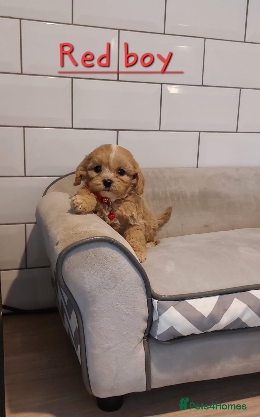 Cavachon dogs for sale: Cavapoochon puppies 🥰 - Image 7