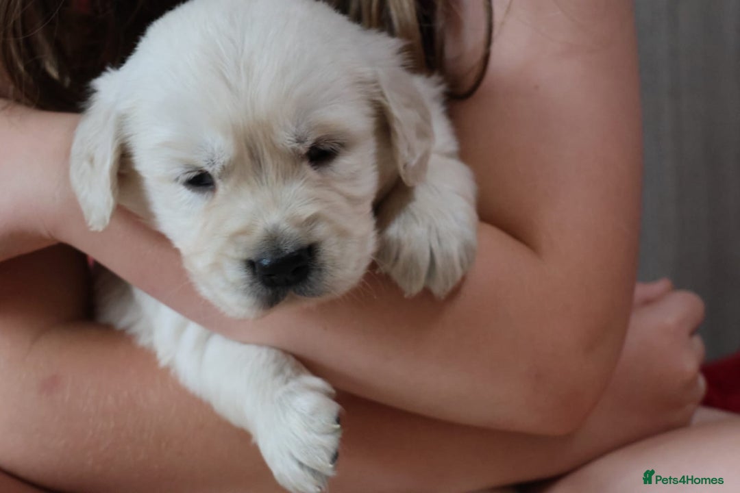 Golden Retriever dogs for sale: Extensively Health tested parents.Snowwhite Chunks - Image 5