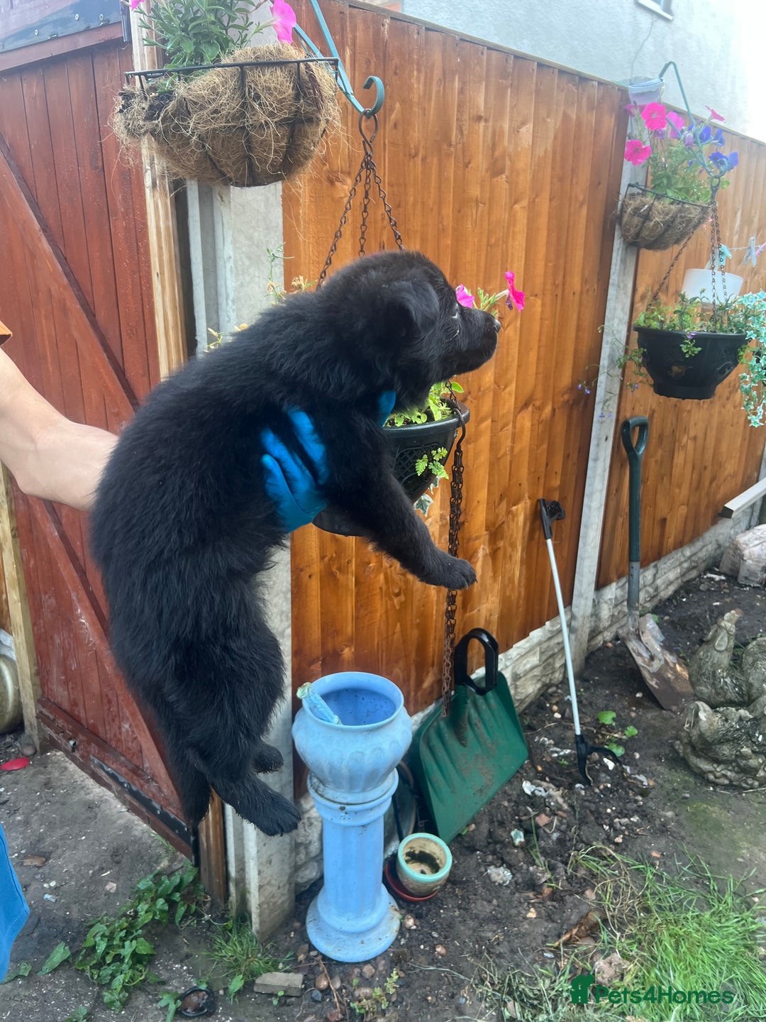 German Shepherd dogs for sale: Black German Shepherded Puppies for Sale - Image 10