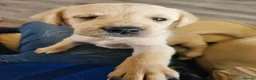 Labrador Retriever dogs for sale: Labrador Puppies  - Advert 10