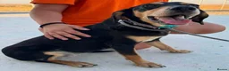 Mixed Breed dogs for adoption: Tilly needs a loving home  - Advert 5
