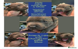 Staffordshire Bull Terrier dogs for sale: VERY RARE WHITE BLUE PIED & BLUE/WHITE SBT'S - Image 6