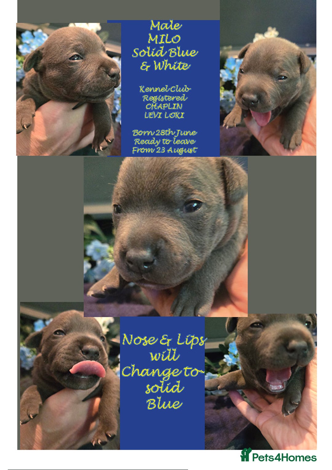 Staffordshire Bull Terrier dogs for sale: VERY RARE WHITE BLUE PIED & BLUE/WHITE SBT'S - Image 6