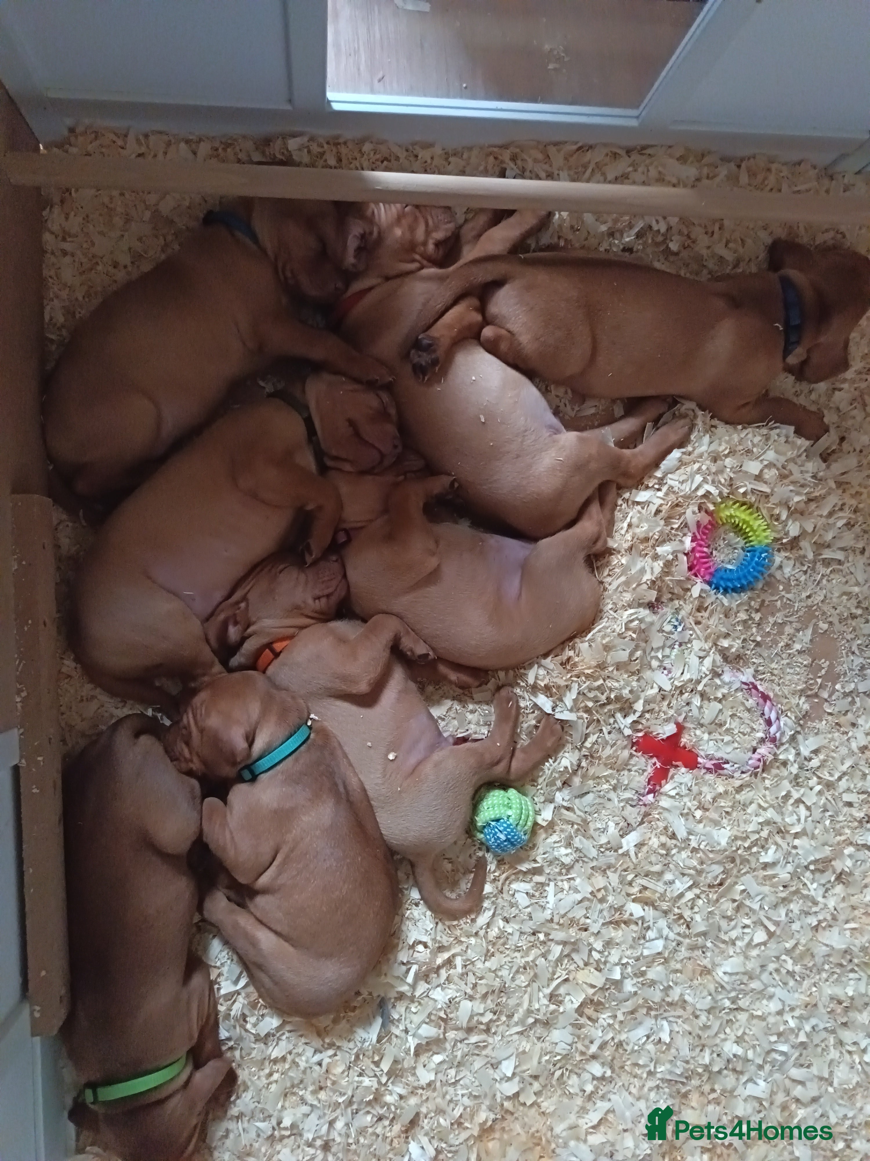 Hungarian Vizsla dogs Hungarian Viszla Puppies - Advert 3