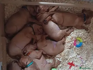 Hungarian Vizsla dogs Hungarian Viszla Puppies - Advert 3