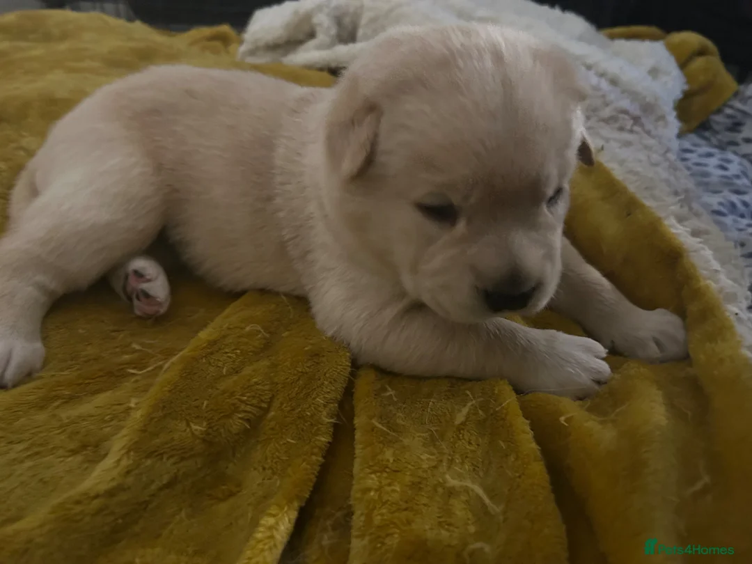 Mixed Breed dogs for sale: Akita cross lab puppys - Advert 12