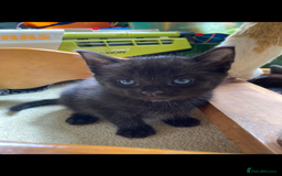 Maine Coon cats for sale: Maine coon x - Image 33