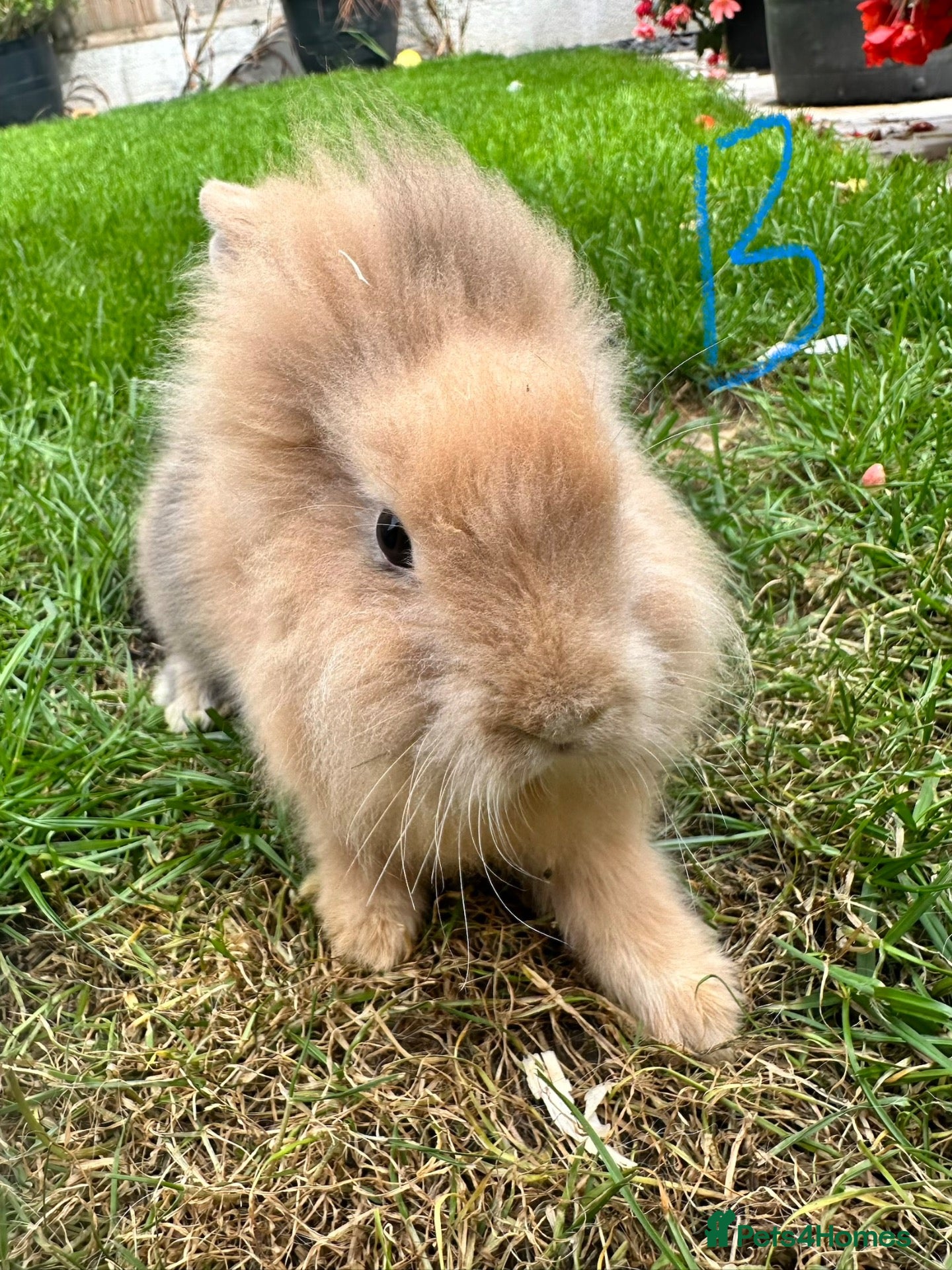 Lionhead rabbits Lionhead rabbits for sale  - Advert 1