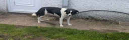 Border Collie dogs for sale: Collie pups from working strain in Tain - Advert 1