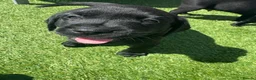 Labrador Retriever dogs for sale: Gorgeous English Labradors * 1 boy available*  - Advert 12