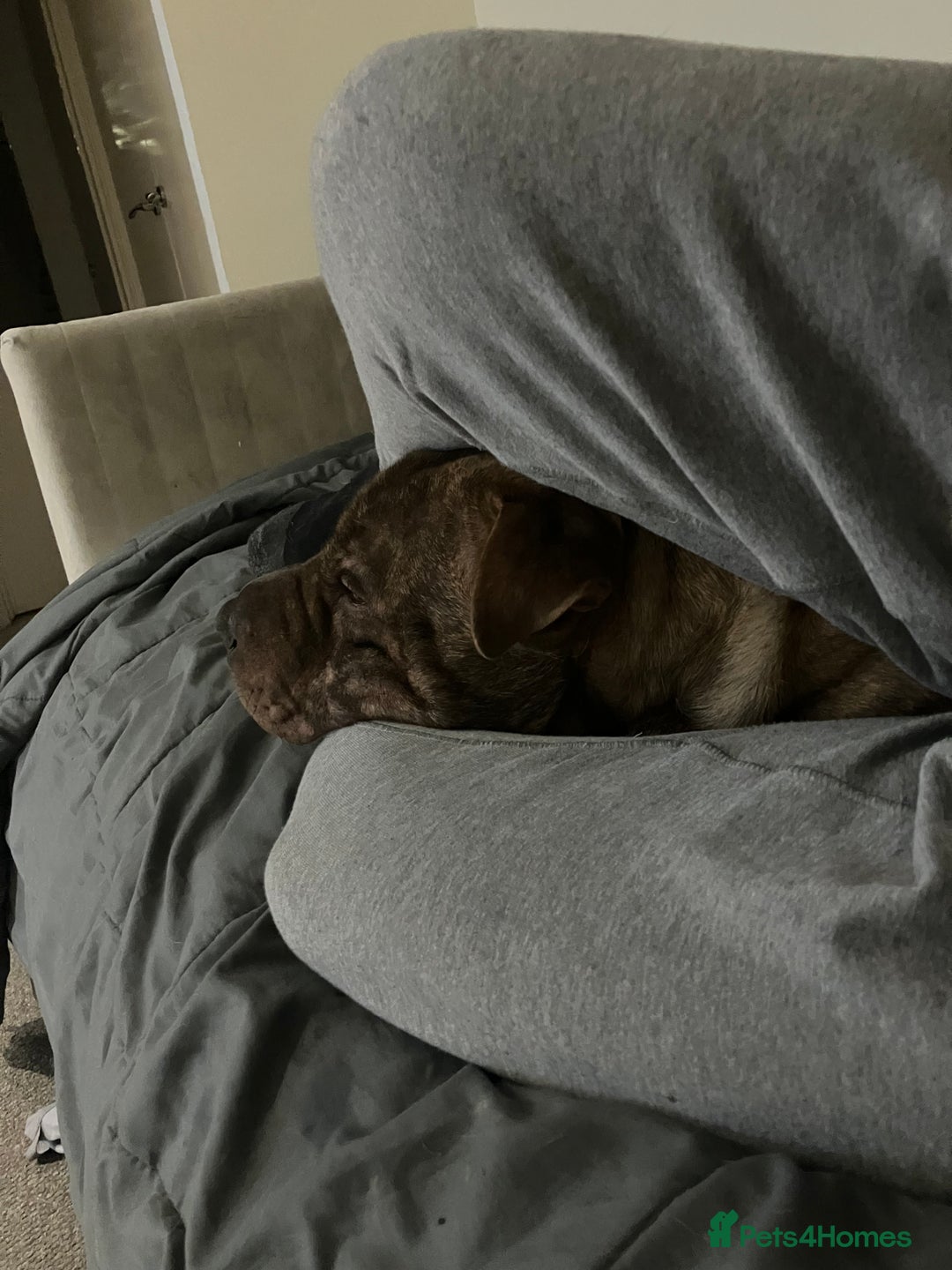 Mixed Breed dogs for stud: Sharpei x staffy  - Advert 5