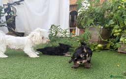 Maltipoo dogs for sale: Tiny maltipoo puppies  - Image 11