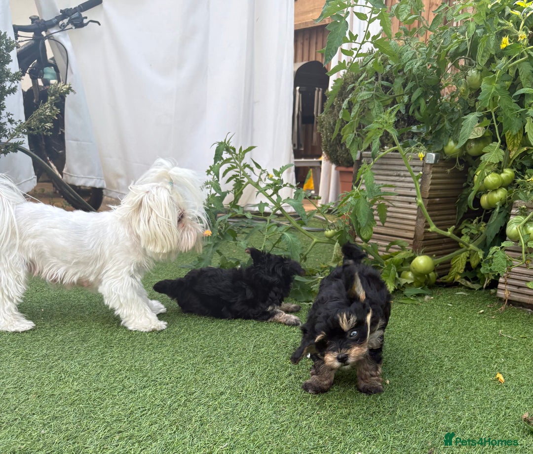 Maltipoo dogs for sale: Tiny maltipoo puppies  - Image 11